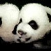 Dieren Panda Avatars 