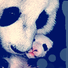 Dieren Panda Avatars 