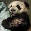 Dieren Panda Avatars 