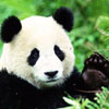 Dieren Panda Avatars 