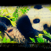 Dieren Panda Avatars 