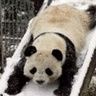 Dieren Panda Avatars 