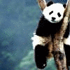 Dieren Panda Avatars 