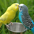 Dieren Avatars Papegaai 