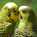 Dieren Avatars Papegaai 