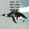 Dieren Pinguin Avatars 