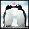 Dieren Pinguin Avatars 