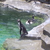 Dieren Pinguin Avatars 