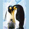Dieren Pinguin Avatars 