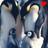 Dieren Pinguin Avatars 