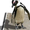 Dieren Pinguin Avatars 