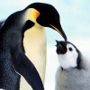 Dieren Pinguin Avatars 