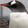 Dieren Pinguin Avatars 