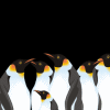 Dieren Pinguin Avatars 