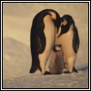 Dieren Pinguin Avatars 