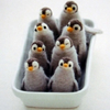 Dieren Pinguin Avatars 