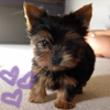 Dieren Puppy Avatars Schattige Puppy, Cute