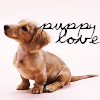 Dieren Puppy Avatars 