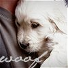 Dieren Puppy Avatars 