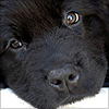 Dieren Puppy Avatars 