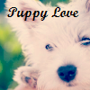 Dieren Puppy Avatars Hond Maltezer Puppy Love