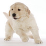 Dieren Puppy Avatars 