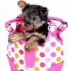 Dieren Puppy Avatars 