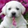 Dieren Puppy Avatars 