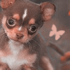 Dieren Puppy Avatars 