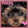 Dieren Puppy Avatars 