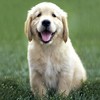 Dieren Puppy Avatars 