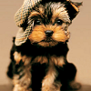 Dieren Puppy Avatars 