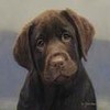 Dieren Puppy Avatars 