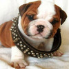 Dieren Puppy Avatars 