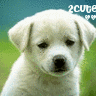 Dieren Puppy Avatars 