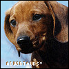 Dieren Puppy Avatars 