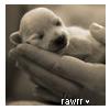 Dieren Puppy Avatars 