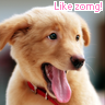 Dieren Puppy Avatars 