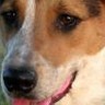 Dieren Puppy Avatars 