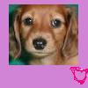 Dieren Puppy Avatars 