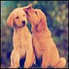 Dieren Puppy Avatars 