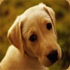 Dieren Puppy Avatars 