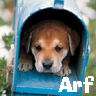 Dieren Puppy Avatars 