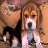 Dieren Puppy Avatars 