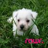 Dieren Puppy Avatars 