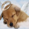 Dieren Puppy Avatars 