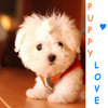 Dieren Puppy Avatars 