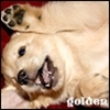 Dieren Puppy Avatars 