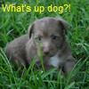 Dieren Puppy Avatars 