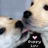 Dieren Puppy Avatars 